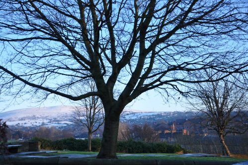 Sycamore Tree, Old St Georges Graveyard, Cocker Hill